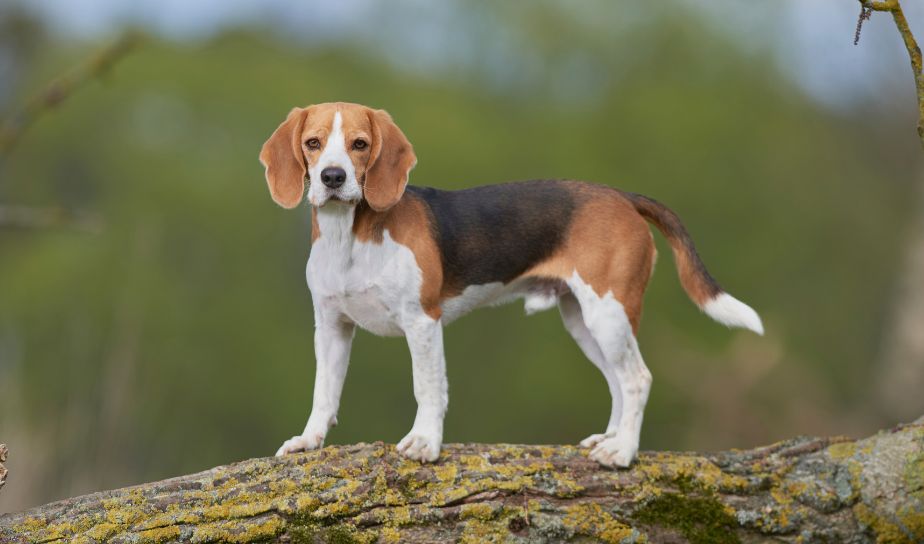 beagle a pet dog breed, pet dog, puppy, in lucknow