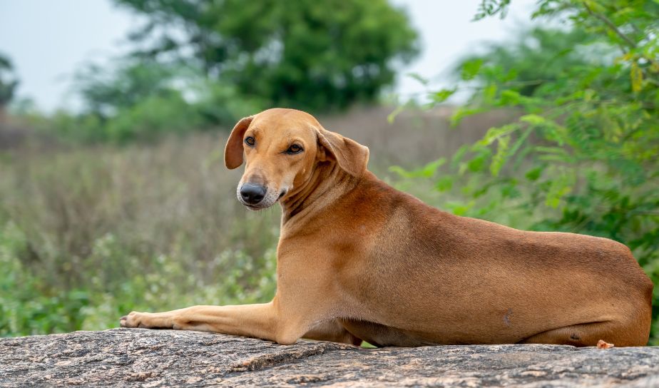 Chippiparai Dog Breeds in Lucknow