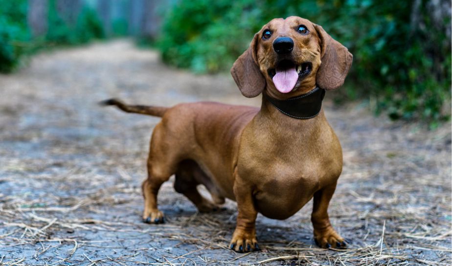 dog, puppy, dachshund, in lucknow