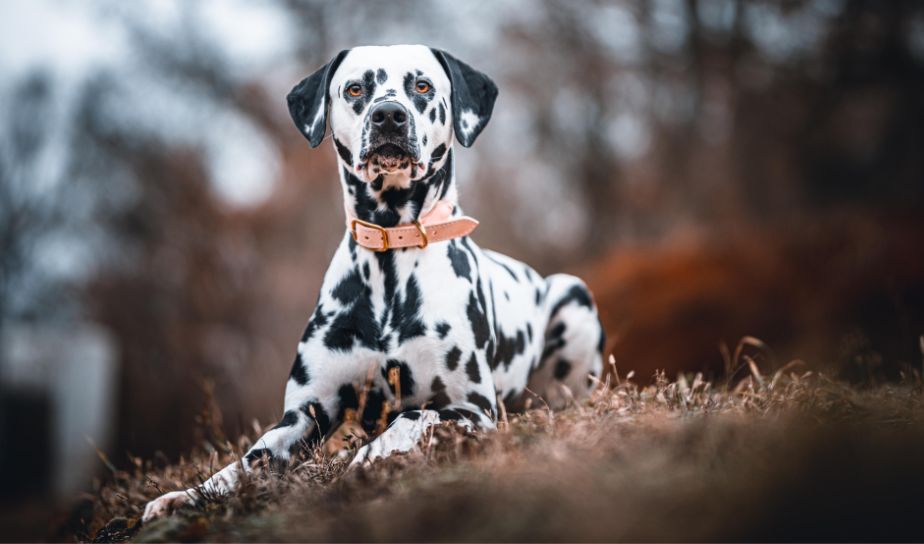 dalmatian breed of dog, a pet puppy, dog breeds in Lucknow