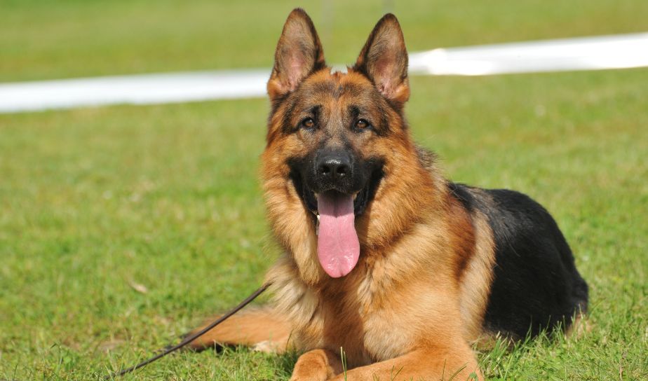 german shepherd dog, shepherd dog breeds, german shepherd in lucknow