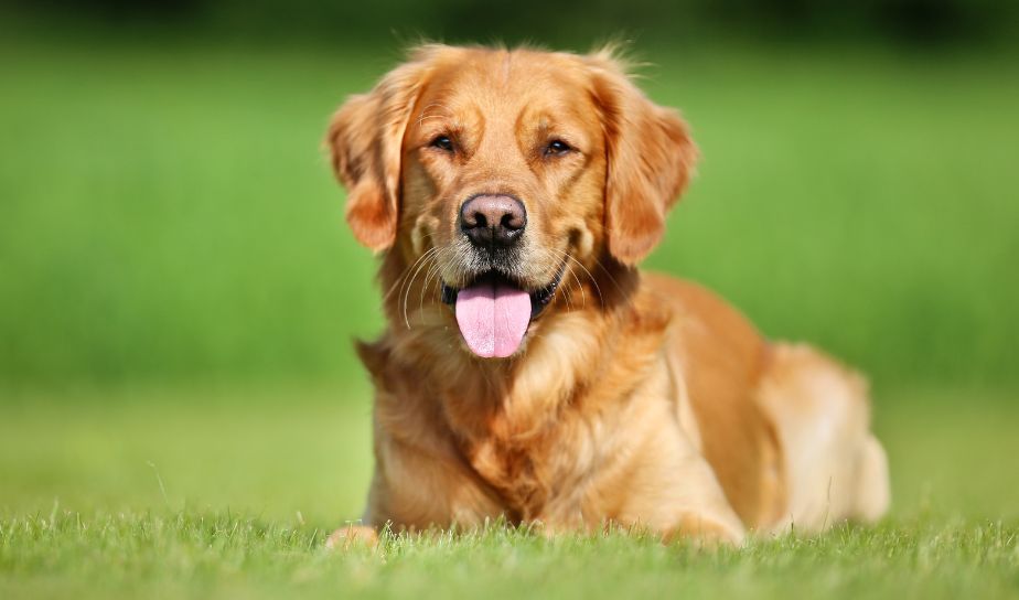 puppy, golden retriever puppy, dog breeds