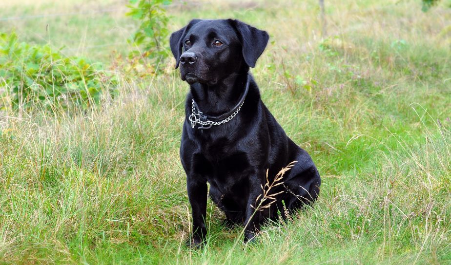 labrador puppy dog breed, black labrador in lucknow