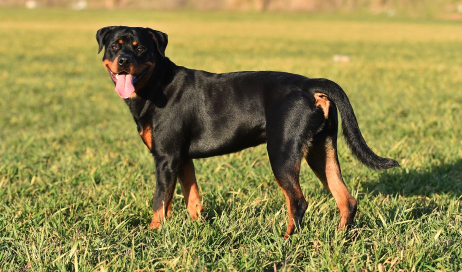 rottweiler puppy, dog breeds, in lucknow, Rottweiler breed of dog