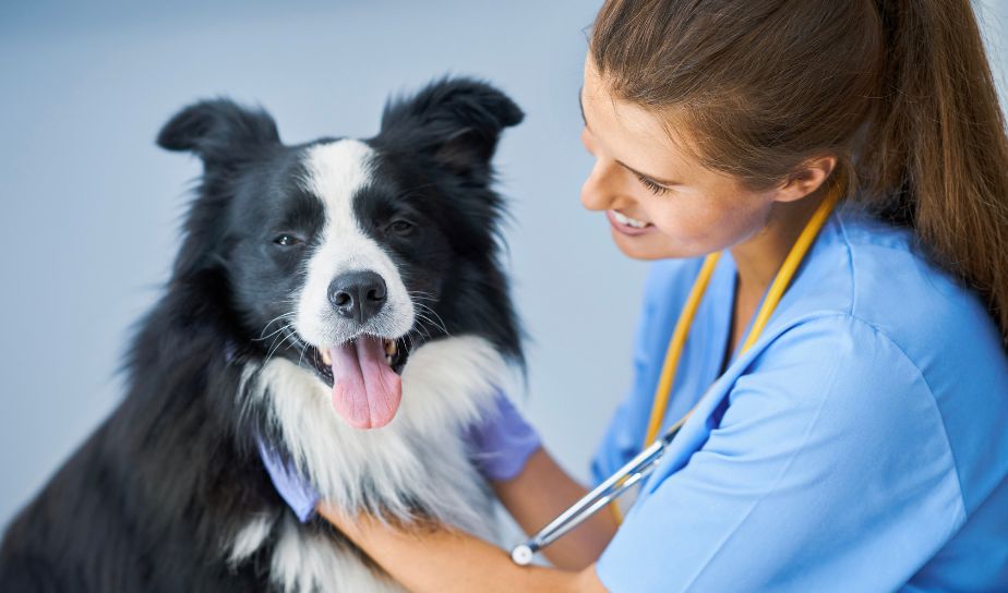 Pet Health and Wellness - Pet Shops - Dogs Cats