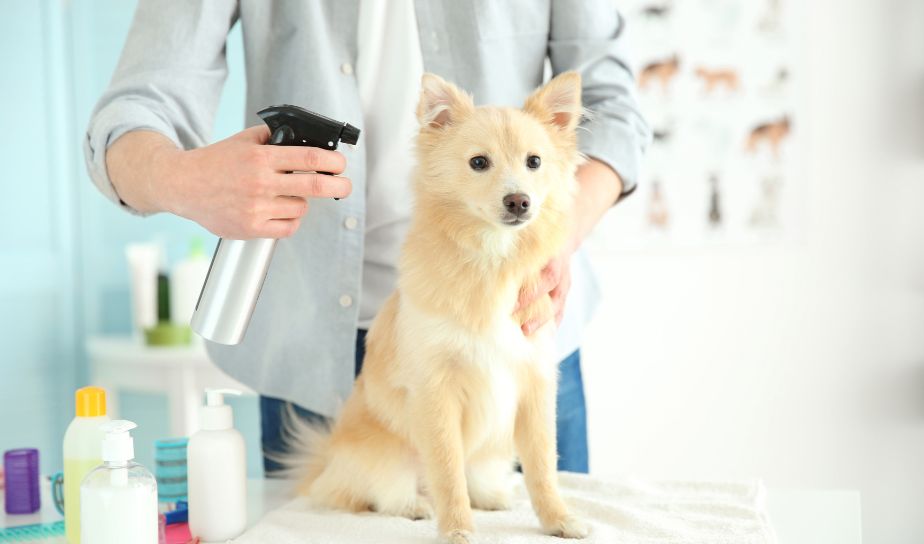 Antifungal Spray or Powder For Pets, Dogs cats