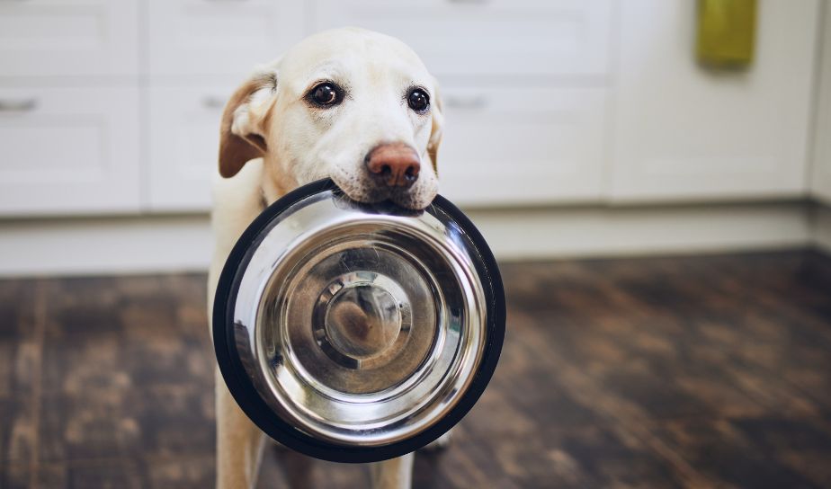 Pet Food Bowls - quality pet accessories