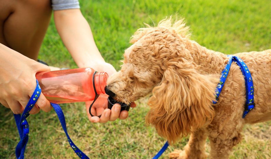 Pet Water Bottles Shop For Dogs Cats - pet shop in lucknow quality pet care products free home delivery