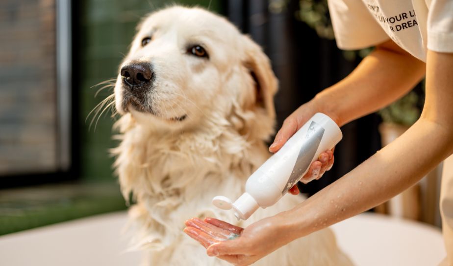 Pet Shampoo - Dog Shampoo, Cat Shampoo, Shop Online In Lucknow Uttar Pradesh