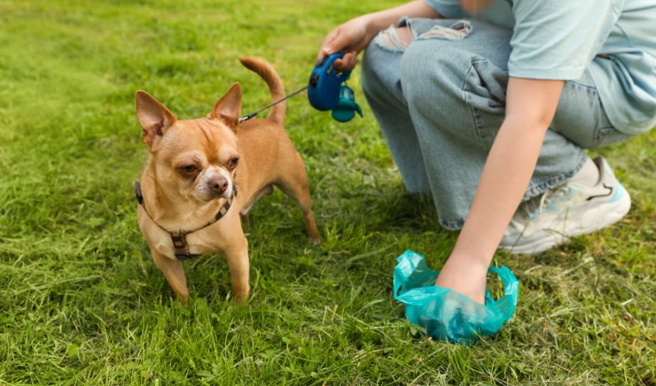 Poop Bags and Scooper For Pet - Shop Online In Lucknow